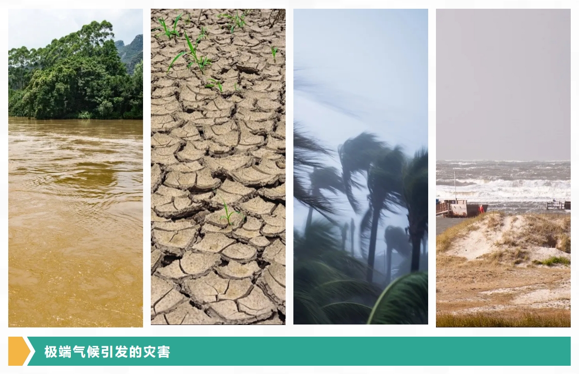 碳汇1.png
